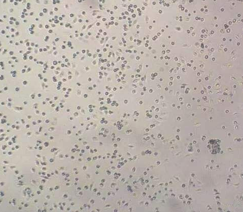 NR8383(大鼠肺泡巨噬细胞)的应用