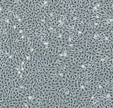 C6大鼠脑胶质瘤细胞