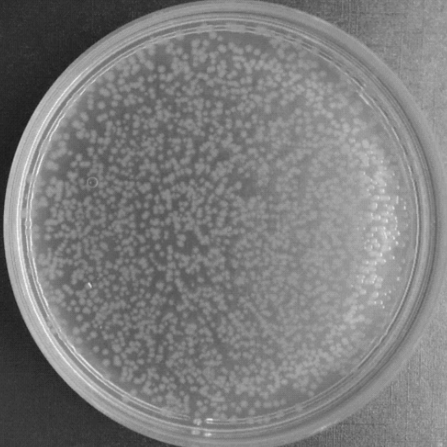 EHA105农杆菌感受态细胞的应用