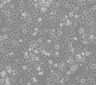 NCI-H460人大细胞肺癌细胞的应用