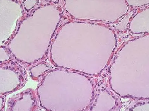 大鼠甲状腺滤泡上皮细胞的应用