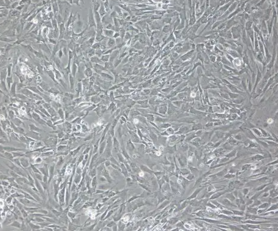 大鼠真皮成纤维细胞的应用