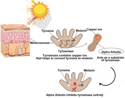 Mechanism of Action of alpha-Arbutin for Skin Lightening.jpg