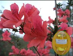 满山红油,Daurian rhododendron oil