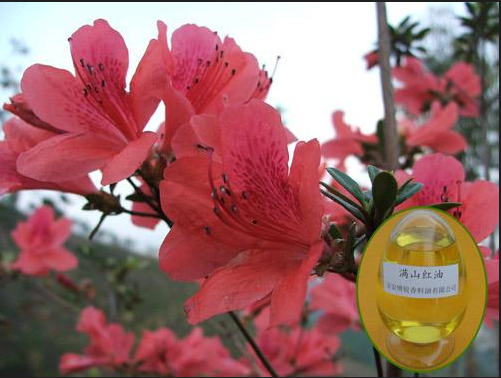 满山红油,Daurian rhododendron oil