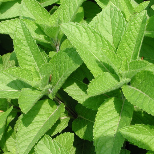 留兰香油,Spearmint oil