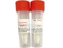 重组胰蛋白酶,Recombinant Trypsin