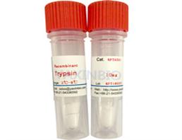 重組胰蛋白酶,Recombinant Trypsin