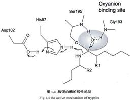 重組胰蛋白酶,Recombinant Trypsin