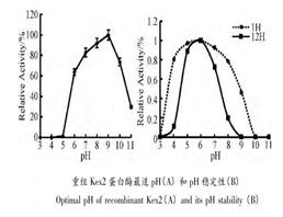 Kex-2蛋白酶,Recombinant Kex2 Proteas