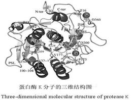 重組蛋白酶K,Recombinant Proteinas