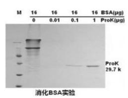 重組蛋白酶K,Recombinant Proteinas