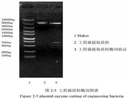 重組胰蛋白酶,Recombinant Trypsin