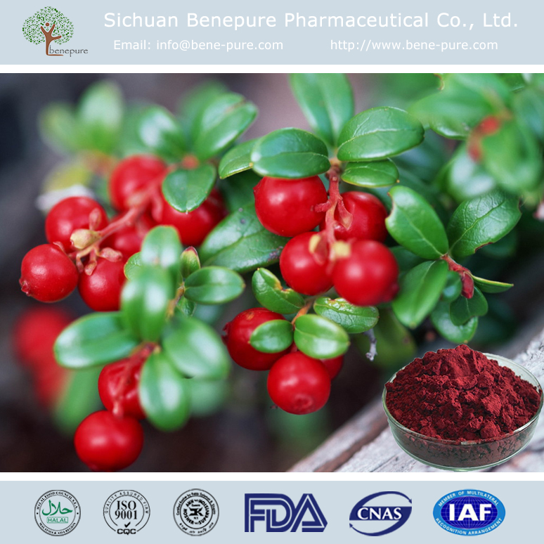 越橘提取物,Bilberry Extract/Bilberry.P.E.