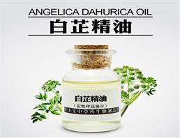 白芷精油,Angelica Dahurica Oil