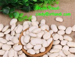 White kidney bean