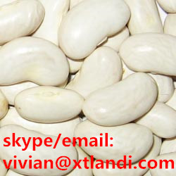 wholesale price of white kidney beans light speckled kidney bean 