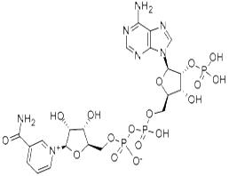 Triphosphopyridine nucleotide