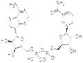 beta-Diphosphopyridine nucleotide