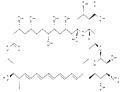 Amphotericin B