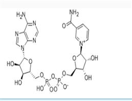 beta-Diphosphopyridine nucleotide