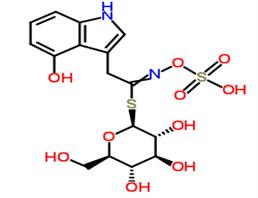 		4-hydroxyglucobrassicin