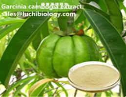 Garcinia cambogia extract （Weight Loss Garcinia Cambogia Extract with Hydroxycitric Acid）