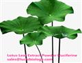 2%, 3%, 4%, 5%, 50%, 98% Lotus Leaf Extract Powder Nuciferine