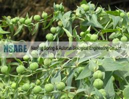 HPLC 99% purity Ingenol from Euphorbia lathyris 30220-46-3
