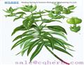 Euphorbia factor L3 218916-52-0