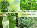 HPLC 99% purity Ingenol from Euphorbia lathyris 30220-46-3