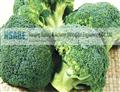 DL-Sulforaphane 4478-93-7