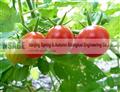 Lycopene 502-65-8