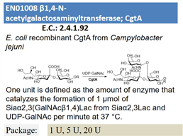 β1,4-N-acetylgalactosaminyltransferase; CgtA