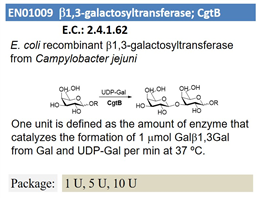 b1,3-galactosyltransferase; CgtB