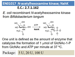 N-acetylhexosamine kinase; NahK