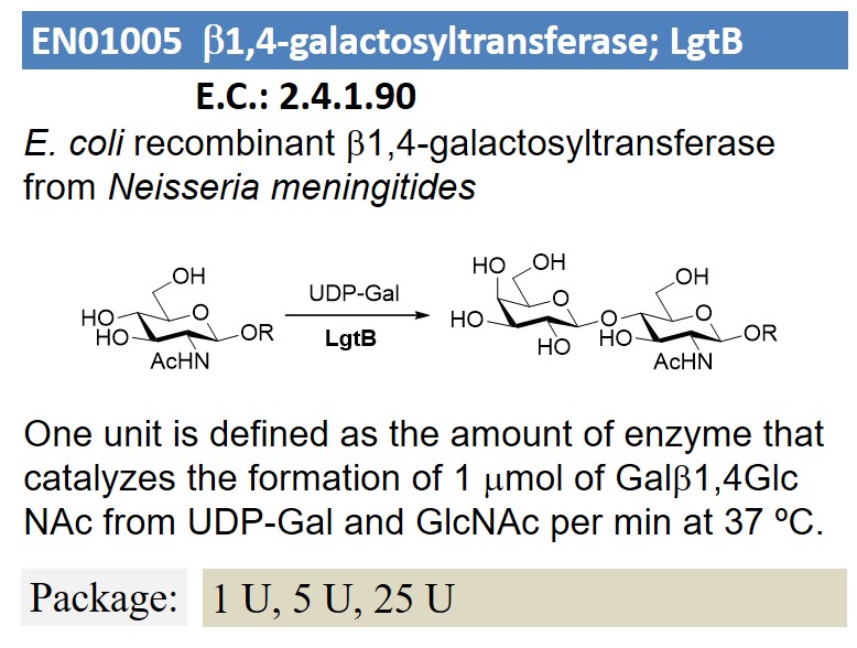 b1,4-galactosyltransferase; LgtB