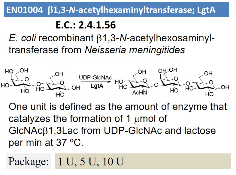 b1,3-N-acetylhexaminyltransferase; LgtA
