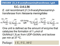 b1,3-N-acetylhexaminyltransferase; LgtA