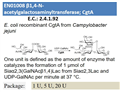 β1,4-N-acetylgalactosaminyltransferase; CgtA