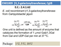 b1,3-galactosyltransferase; CgtB