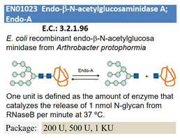 Endo-β-N-acetylglucosaminidase A; Endo-A