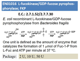 L-fucokinase/GDP-fucose pyrophos-phorylase; FKP