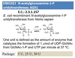 N-acetylglucosamine-1-P uridyltransferase; AGX1