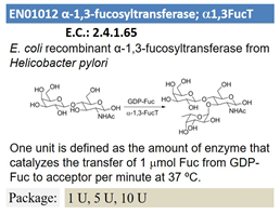 α-1,3-fucosyltransferase; a1,3FucT