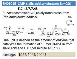 CMP-sialic acid synthetase; NmCSS