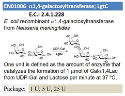 a1,4-galactosyltransferase; LgtC