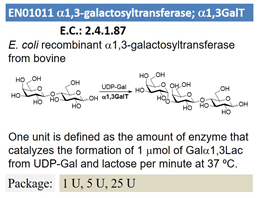 a1,3-galactosyltransferase; a1,3GalT