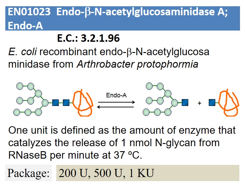 Endo-β-N-acetylglucosaminidase A; Endo-A