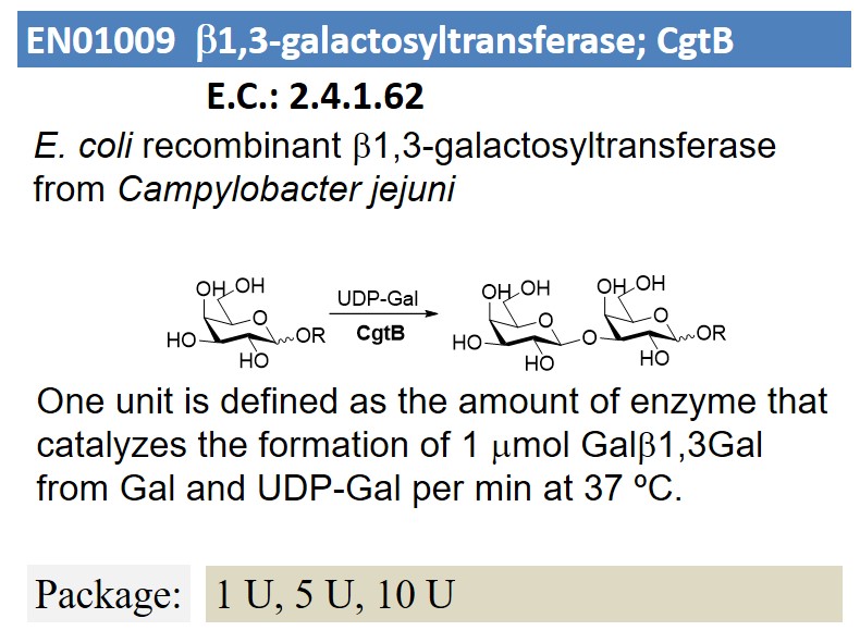 b1,3-galactosyltransferase; CgtB